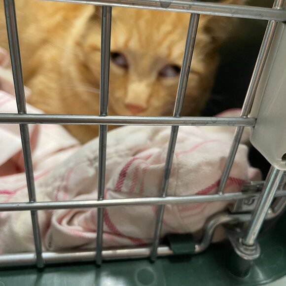 Meet your Posher - Alexis :-) - Picture 4 of 6